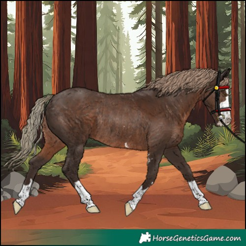 Horse Color:Liver Chestnut Rabicano 