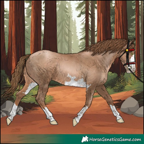 Horse Color:Liver Chestnut Pearl