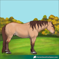 Horse Color:Chocolate Bay Dun 
