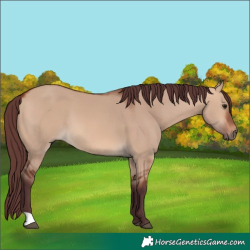 Horse Color:Chocolate Bay Dun 