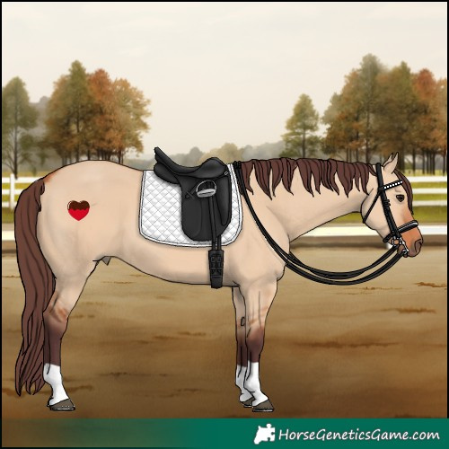 Horse Color:Chocolate Bay Dun