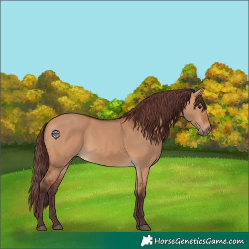 Horse Color:Chocolate Bay Dun