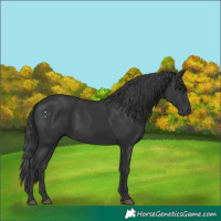 Horse Color:Black 