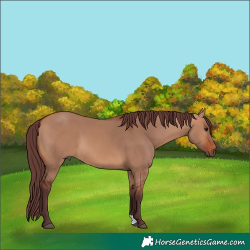 Horse Color:Chocolate Bay Dun 