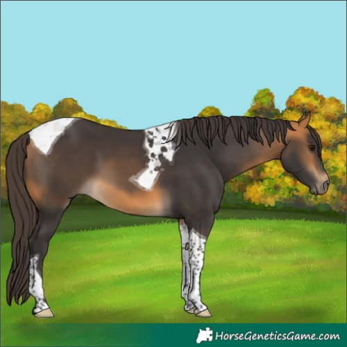 Horse Color:Buckskin Tobiano 