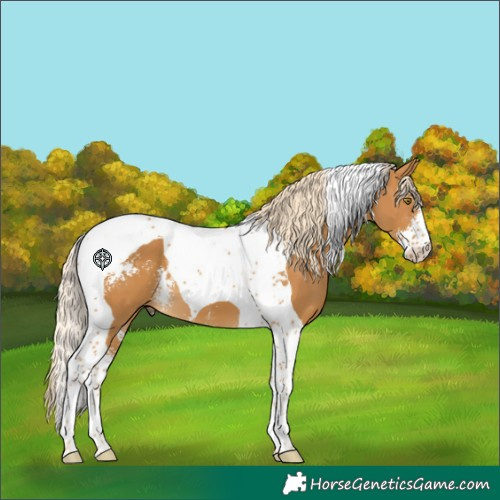Horse Color:Palomino Sabino Tobiano