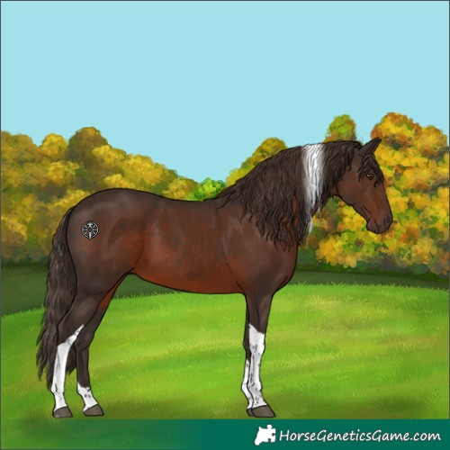 Horse Color:Liver Chestnut Tobiano