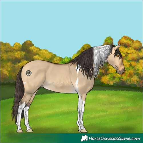 Horse Color:Buckskin Dun Tobiano 
