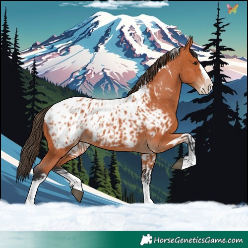 Horse Color:Bay Splash Tobiano Appaloosa and Bay Splash Tobiano Appaloosa
