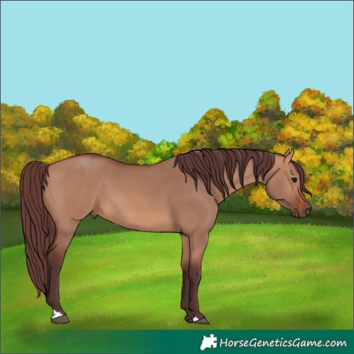 Horse Color:Chocolate Bay Dun