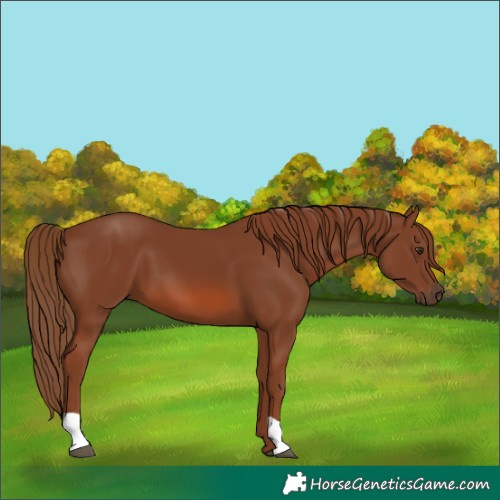 Horse Color:Chestnut 