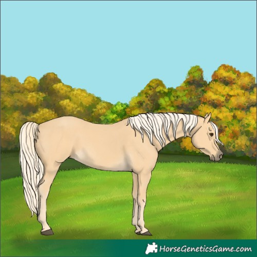 Horse Color:Palomino