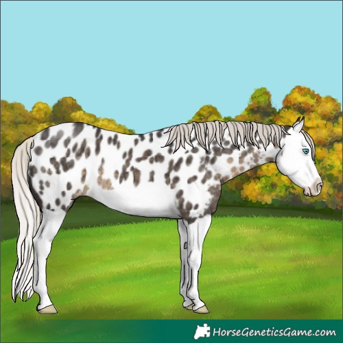 Horse Color:Silver Smoky Black Splash Appaloosa 