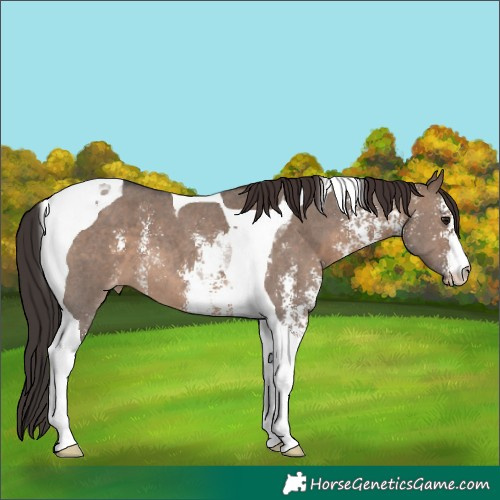 Horse Color:Brown Dun Sabino Tobiano Varnish