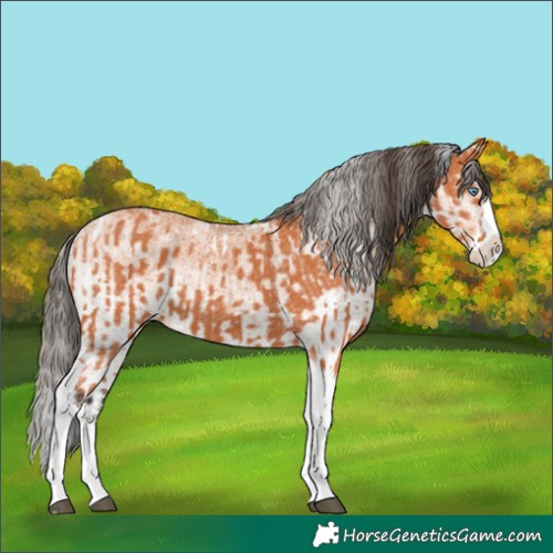 Horse Color:Bay Splash Tobiano Varnish  and White Spotted Bay Splash Varnish 