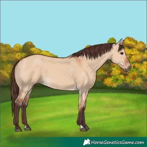 Horse Color:Chocolate Bay Dun 