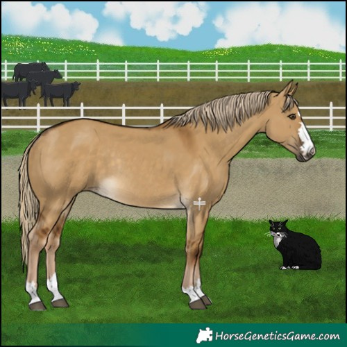 Horse Color:Chocolate Palomino Dun Rabicano 