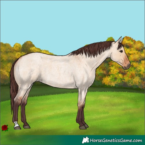 Horse Color:Chocolate Bay Roan Dun