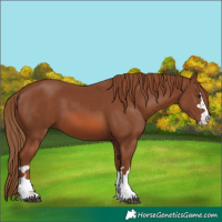 Horse Color:Chestnut 
