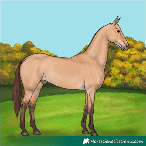 Horse Color:Chocolate Bay Dun