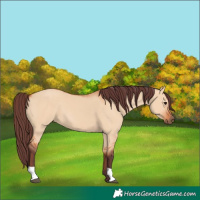 Horse Color:Chocolate Bay Dun 