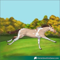 Horse Color:Chocolate Bay Dun Tobiano