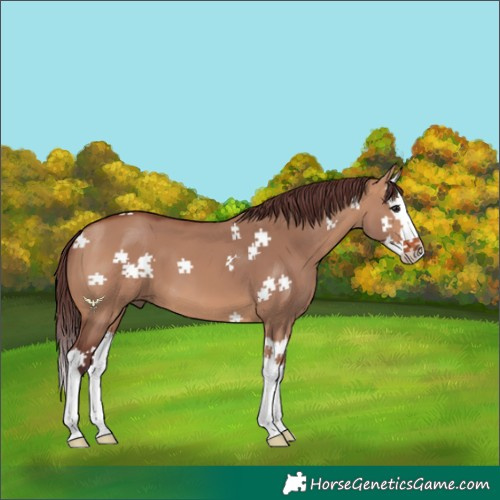 Horse Color:Chocolate Bay Dun Splash