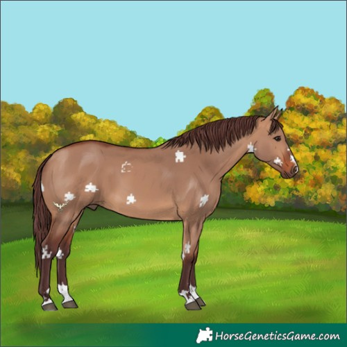 Horse Color:Chocolate Bay Dun