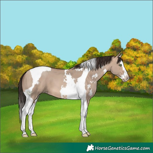 Horse Color:Sable Champagne Dun Splash Tobiano