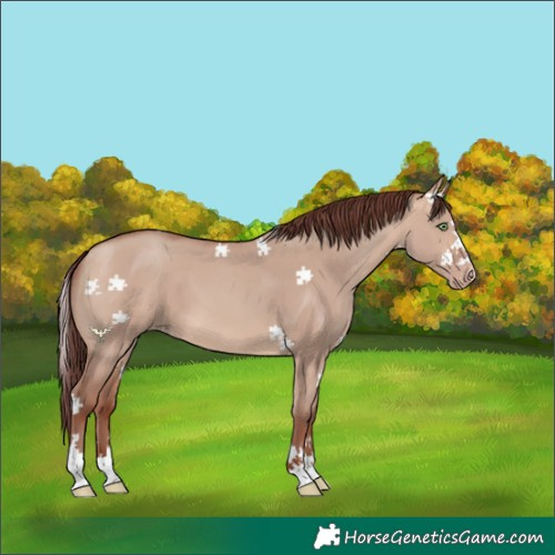 Horse Color:Chocolate Sable Champagne Dun 