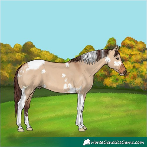 Horse Color:Chocolate Bay Dun Tobiano
