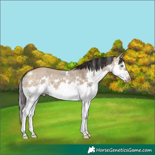 Horse Color:Bay Dun Splash