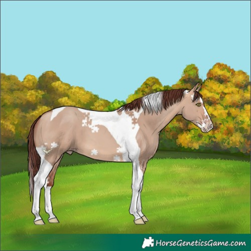 Horse Color:Chocolate Amber Champagne Dun Splash Tobiano