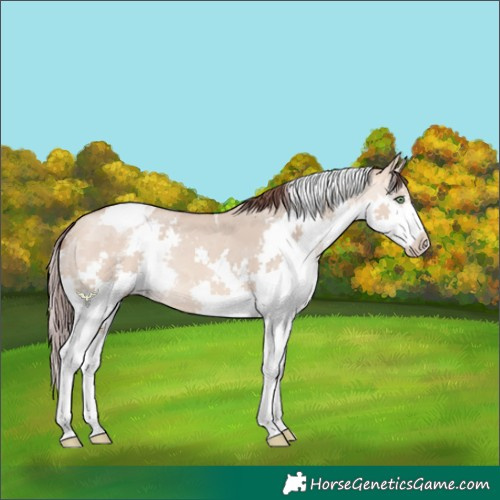 Horse Color:Chocolate Amber Champagne Dun Splash Tobiano