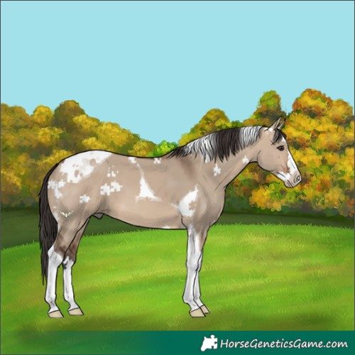 Horse Color:Brown Dun Splash Tobiano 