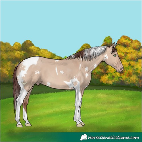 Horse Color:Chocolate Sable Champagne Dun Tobiano