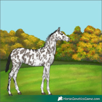 Horse Color:Gray White Spotted Grullo Leopard 