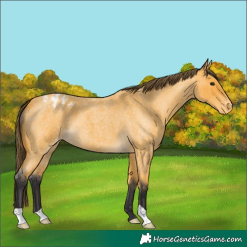 Horse Color:Buckskin Roan Appaloosa 