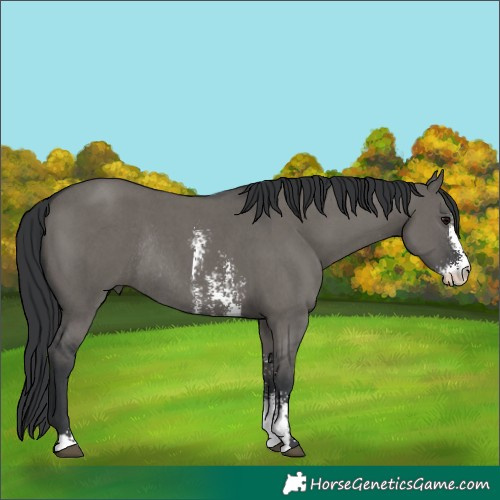 Horse Color:Grullo Sabino Rabicano 