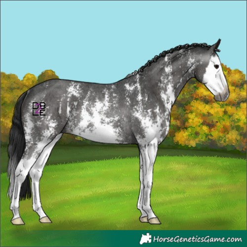 Horse Color:Gray Black Sabino Splash Rabicano 