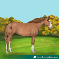 Horse Color:Chestnut Splash Rabicano