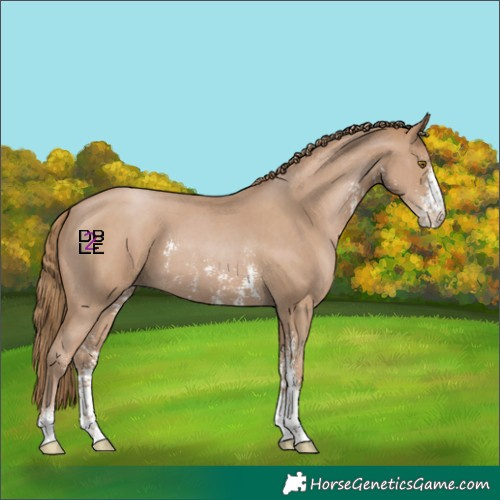Horse Color:Black Pearl Sabino 