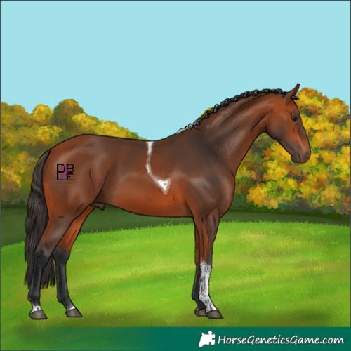 Horse Color:Bay Tobiano