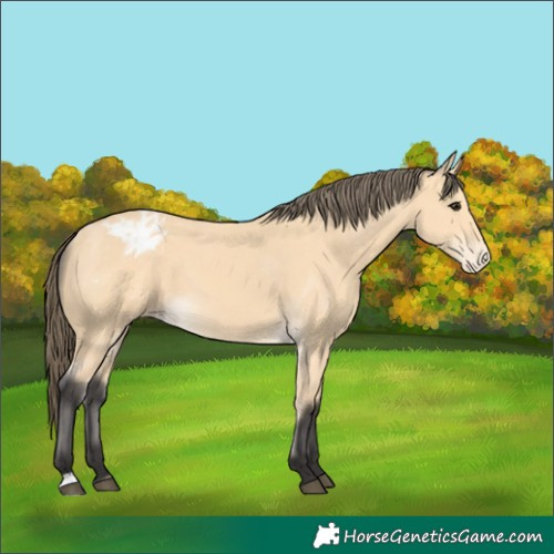 Horse Color:Buckskin Varnish