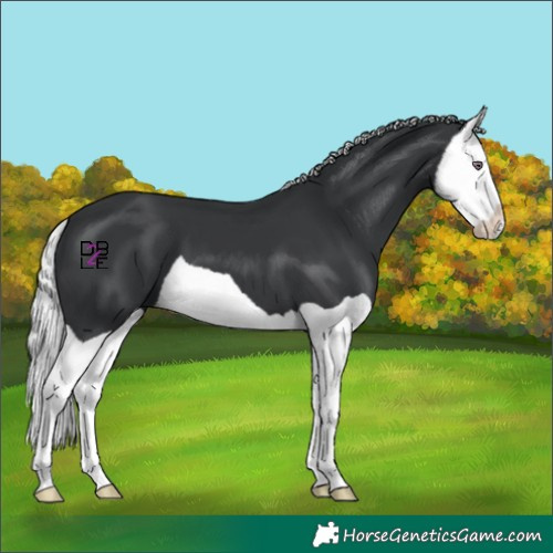Horse Color:Silver Black Chinchilla Splash 