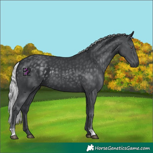 Horse Color:Silver Black Chinchilla 