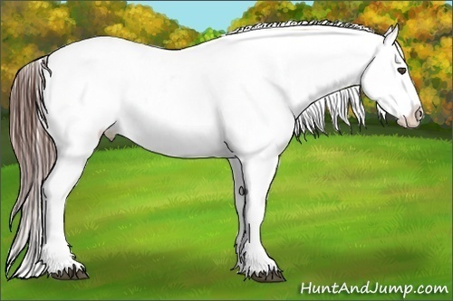 Horse Color:Brown Appaloosa  Brindle