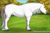 Horse Color:Brown Appaloosa Brindle