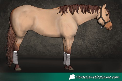 Horse Color:Chocolate Bay Dun