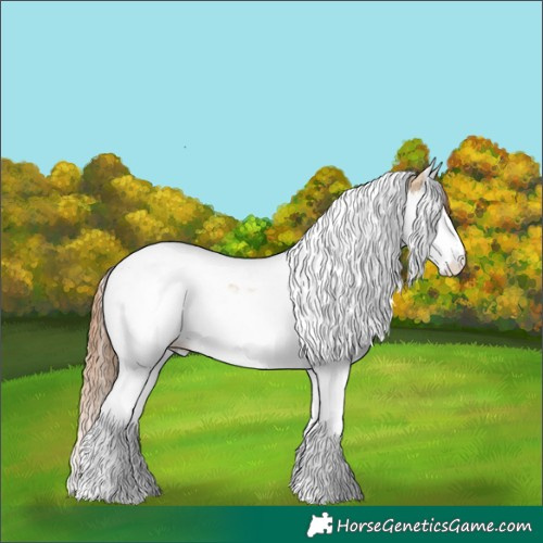 Horse Color:Red Dun Splash Tobiano Appaloosa
